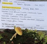 Lichenomphalia umbellifera image