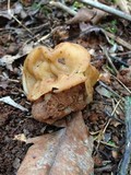 Gyromitra korfii image