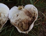 Calvatia booniana image