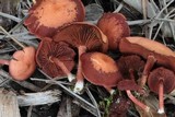 Tubaria rufofulva image