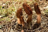 Morchella brunnea image