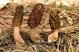 Morchella brunnea image