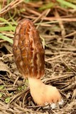Morchella brunnea image