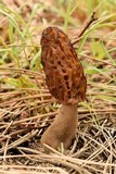 Morchella brunnea image