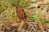 Morchella brunnea image