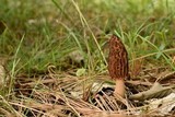 Morchella brunnea image