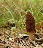 Morchella brunnea image