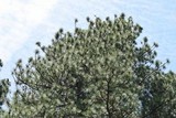 Morchella brunnea image