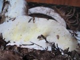 Fomitopsis ochracea image