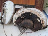 Fomitopsis ochracea image