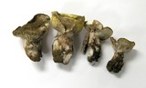 Hygrophorus purpurascens image