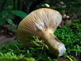 Lactarius luteolus image