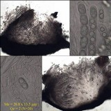 Acrocordia gemmata image