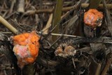 Fusicolla merismoides image