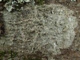 Enterographa hutchinsiae image