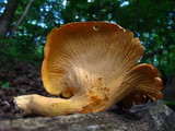 Cantharellus lateritius image