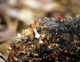 Psilocybe coprophila image