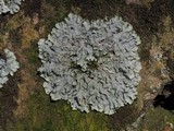 Punctelia missouriensis image