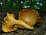 Cantharellus lateritius image