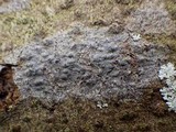Pyrenula chlorospila image