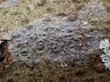 Pyrenula chlorospila image