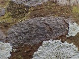 Pyrenula chlorospila image