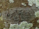 Pyrenula chlorospila image