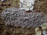 Pyrenula chlorospila image