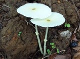Leucocoprinus fragilissimus image