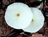 Leucocoprinus fragilissimus image