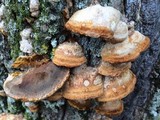 Inocutis dryophila image