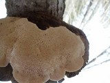 Trametes gibbosa image