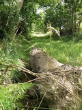Daldinia concentrica image