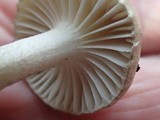 Hygrophorus agathosmus image
