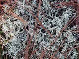 Cladonia caroliniana image