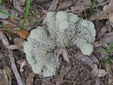 Cladonia evansii image