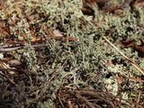 Cladonia leporina image