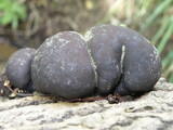Daldinia concentrica image