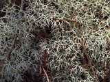 Cladonia subtenuis image
