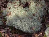 Cladonia subtenuis image