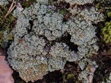Cladonia caespiticia image