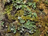 Cladonia petrophila image