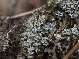 Cladonia petrophila image