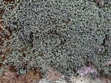 Cladonia petrophila image