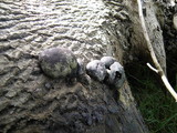 Daldinia concentrica image
