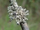 Heterodermia echinata image