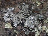 Hypotrachyna osseoalba image