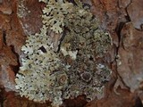 Parmelinopsis horrescens image