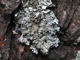 Parmelinopsis horrescens image