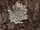 Polyblastidium japonicum image